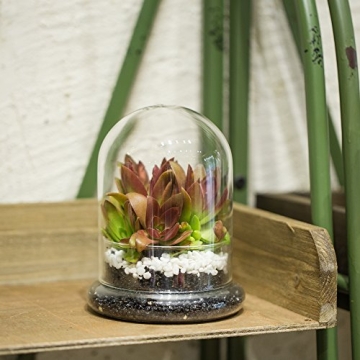 Stylish NCYP Glass Terrarium Cloche for Plant Lovers