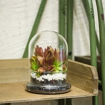 Stylish NCYP Glass Terrarium Cloche for Plant Lovers
