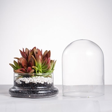 Stylish NCYP Glass Terrarium Cloche for Plant Lovers