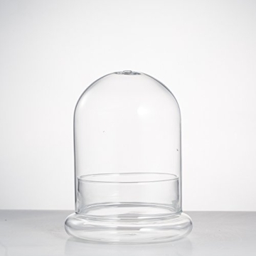 Stylish NCYP Glass Terrarium Cloche for Plant Lovers