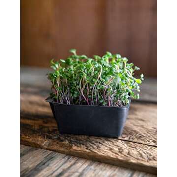 Superfood Microgreen Seeds Mix | for Microgreens Growing Trays | 1 LB | Heirloom Non GMO Purple Kohlrabi, Collard, Radish, Turnip & Broccoli Sprouts Seeds | Rainbow Heirloom Seed Co.