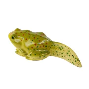 Insect Lore Frog Life Cycle Stages