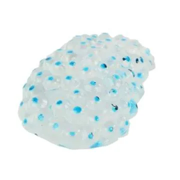 Insect Lore Frog Life Cycle Stages Set for Learning