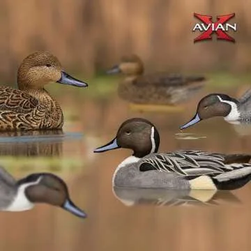 Avian X Pintail Decoys - Realistic & Durable Hunting Gear