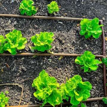 Drip Irrigation Line 1/4" Tubing Roll, 6" Emitter Spacing.52 GPH, Color Black (.170 ID x 240 OD) - Will Work from Gravity Feed