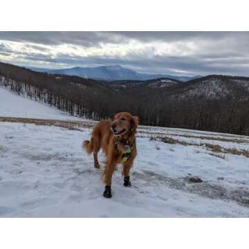 Expawlorer Dog Shoes for All-Weather Protection