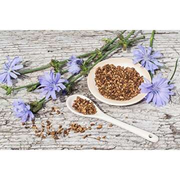 Health Embassy Chicory Root | Cichorium L | 100% Natural (100g)