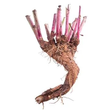 Health Embassy Chicory Root | Cichorium L | 100% Natural (100g)