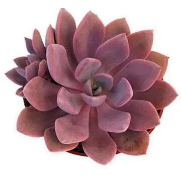 Fat Plants San Diego Live Echeveria Succulent in 4" Growers Pot - Beautiful and Easy Care Plant