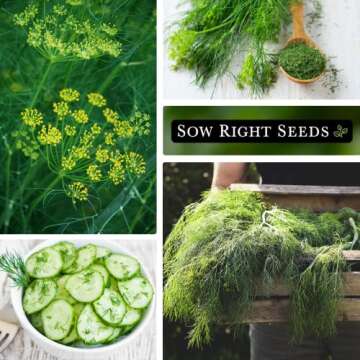 Sow Right Seeds Dill Seeds - Non-GMO Herb Garden Kit