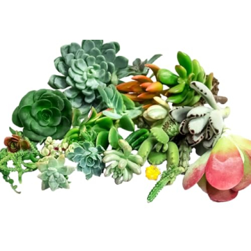 Premium Small Succulent Cuttings 1-6" | Fat Plants San Diego