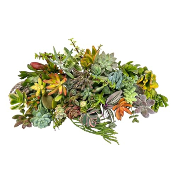 Premium Small Succulent Cuttings Fat Plants San Diego