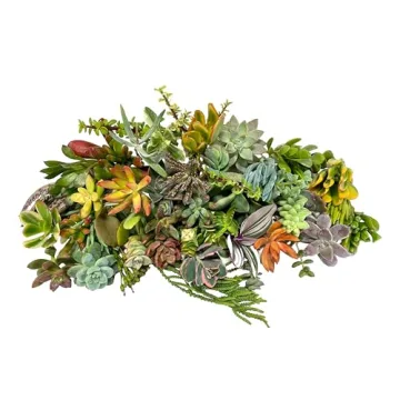 Premium Small Succulent Cuttings Fat Plants San Diego