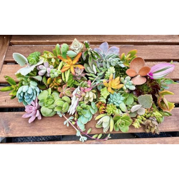 Premium Small Succulent Cuttings Fat Plants San Diego
