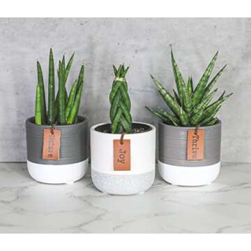 Snake Plant Live House Plants Indoors Live (3 Pack), Succulent Plants Live Houseplants, Gardening Gi...