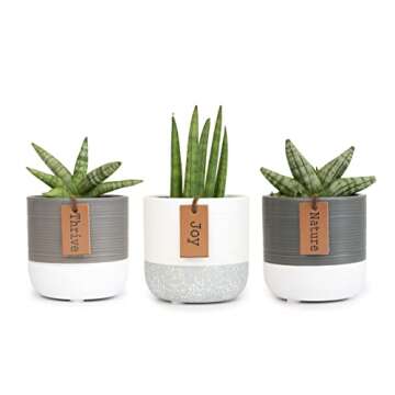 Snake Plant Live House Plants Indoors Live (3 Pack), Succulent Plants Live Houseplants, Gardening Gifts for Plant Lovers, Potting Soil Planters for Indoor Plants, Plant Lover Gifts by Plants for Pets