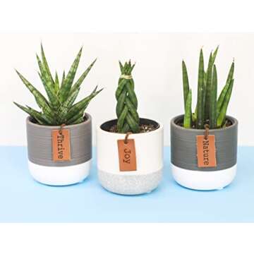 Snake Plant Live House Plants Indoors Live (3 Pack), Succulent Plants Live Houseplants, Gardening Gifts for Plant Lovers, Potting Soil Planters for Indoor Plants, Plant Lover Gifts by Plants for Pets