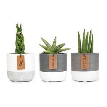Snake Plant Live House Plants Indoors Live (3 Pack), Succulent Plants Live Houseplants, Gardening Gifts for Plant Lovers, Potting Soil Planters for Indoor Plants, Plant Lover Gifts by Plants for Pets