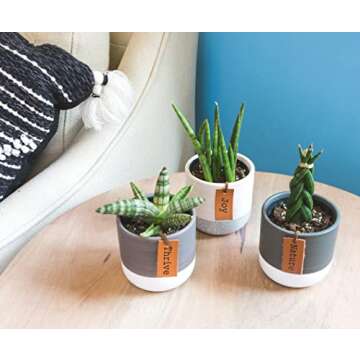 Snake Plant Live House Plants Indoors Live (3 Pack), Succulent Plants Live Houseplants, Gardening Gifts for Plant Lovers, Potting Soil Planters for Indoor Plants, Plant Lover Gifts by Plants for Pets