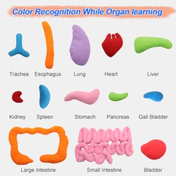 KAKIBLIN Anatomy Apron for Educational Fun