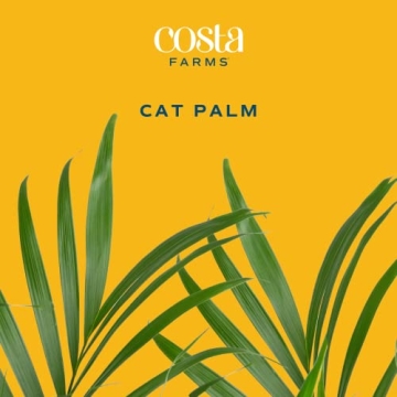 Stunning Costa Farms Cat Palm - Indoor Houseplant