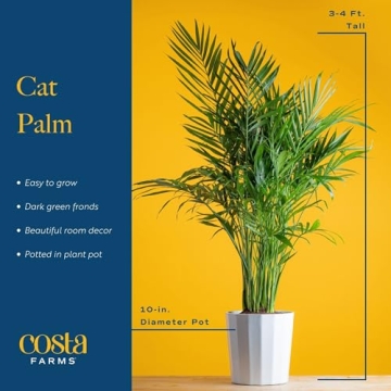 Stunning Costa Farms Cat Palm - Indoor Houseplant