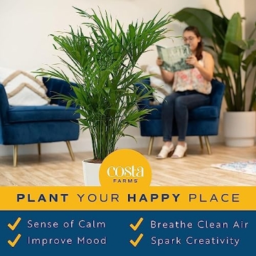 Stunning Costa Farms Cat Palm - Indoor Houseplant