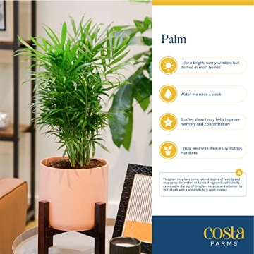 Stunning Costa Farms Cat Palm - Indoor Houseplant