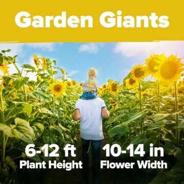 Grow Home Grown Sunflowers | 520+ Giant Mammoth Seeds Pack