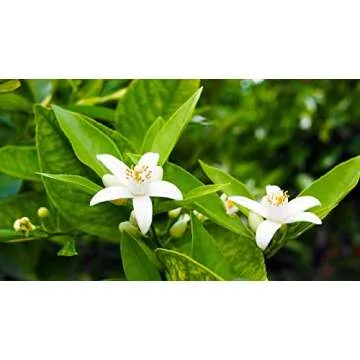 Pure OFLORALE Orange Blossom Water for Cooking & Baking