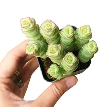 Crassula Baby Necklace Succulent – Unique Home Decoration
