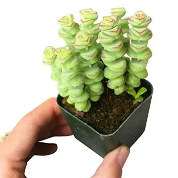 Crassula Baby Necklace Succulent – Unique Home Decoration