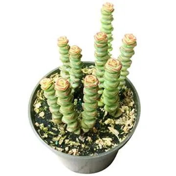 Crassula Baby Necklace Succulent – Unique Home Decoration