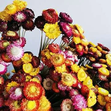 Color Life Natural Dried Flower Bouquet for Every Occasion