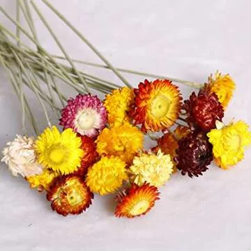 Color Life Natural Dried Flower Bouquet for Every Occasion