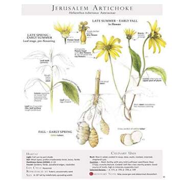 Foraging & Feasting: A Field Guide and Wild Food Cookbook by Dina Falconi. Illustrator Wendy Hollend...