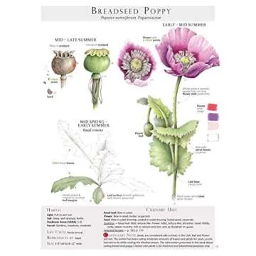 Foraging & Feasting: A Field Guide and Wild Food Cookbook by Dina Falconi. Illustrator Wendy Hollender. Publisher Botanical Arts Press, LLC.