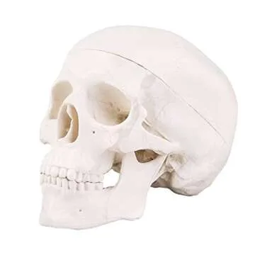 Detailed Mini Skull Model - 3-Part Human Anatomy Teaching Tool