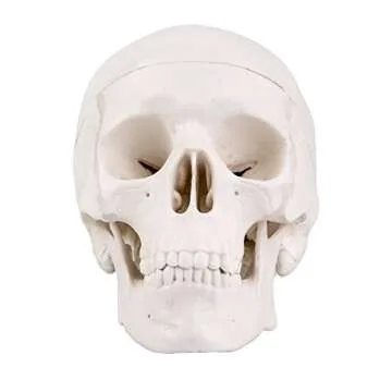 Mini Skull Model for Anatomy Teaching and Decoration
