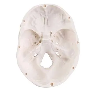 Mini Skull Model for Anatomy Teaching and Decoration