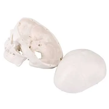Mini Skull Model for Anatomy Teaching and Decoration