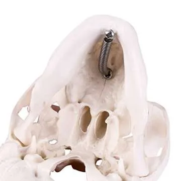 Mini Skull Model for Anatomy Teaching and Decoration