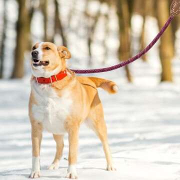 Mile High Life | Mountain Climbing Dog Rope Leash with Heavy Duty Metal Sturdy Clasp | Genuine Leath...