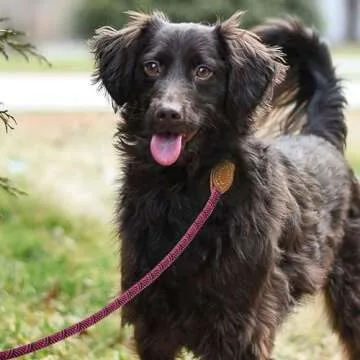 Mile High Life | Mountain Climbing Dog Rope Leash with Heavy Duty Metal Sturdy Clasp | Genuine Leather Tailored Connection with Strong Stitches (Hot Pink, 60 Inch (Pack of 1))