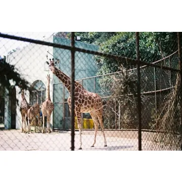 Lomography Color Negative 400 ISO Film 3 Pack