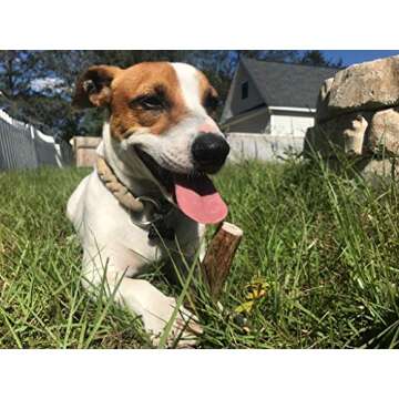 Perfect Pet Chews Deer Antler Dog Chew - Grade A, All Natural, Organic, and Long Lasting Treats - Made from Naturally Shed Antlers in The USA (B. Small - Dog Weight 10-20 Lbs, 5 - Pack)