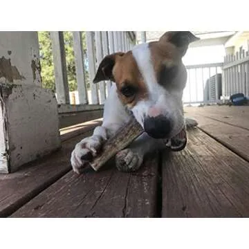 Perfect Pet Chews Deer Antler Dog Chew - Grade A, All Natural, Organic, and Long Lasting Treats - Made from Naturally Shed Antlers in The USA (B. Small - Dog Weight 10-20 Lbs, 5 - Pack)