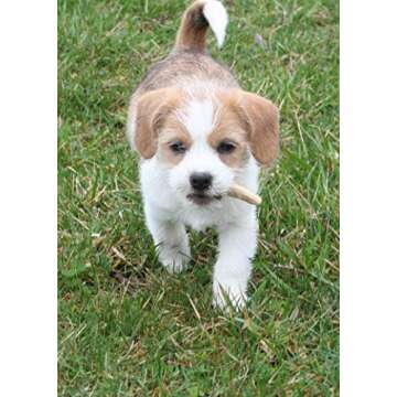 Perfect Pet Chews Deer Antler Dog Chew - Grade A, All Natural, Organic, and Long Lasting Treats - Made from Naturally Shed Antlers in The USA (B. Small - Dog Weight 10-20 Lbs, 5 - Pack)