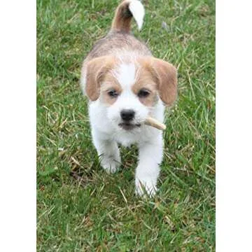 Perfect Pet Chews Deer Antler Dog Chew - Grade A, All Natural, Organic, and Long Lasting Treats - Made from Naturally Shed Antlers in The USA (B. Small - Dog Weight 10-20 Lbs, 5 - Pack)