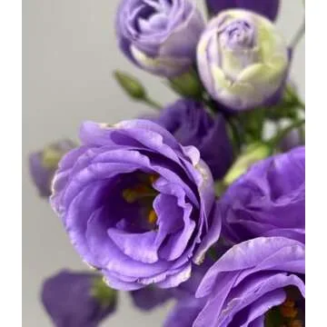 1000 Lisianthus Seeds - Non-GMO Mix for Vibrant Gardens